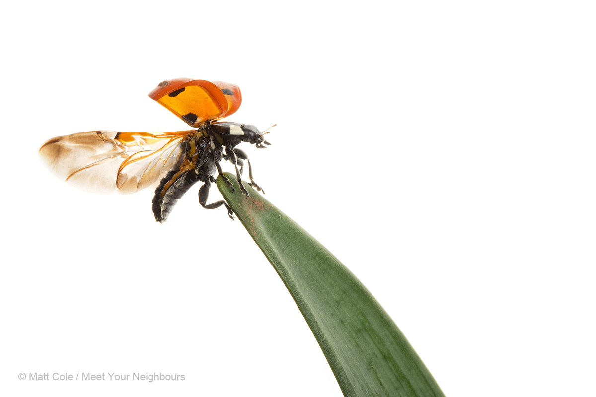 MYN Seven Spot Ladybird Take Off 1